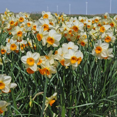 Narcissus 'Chappie'