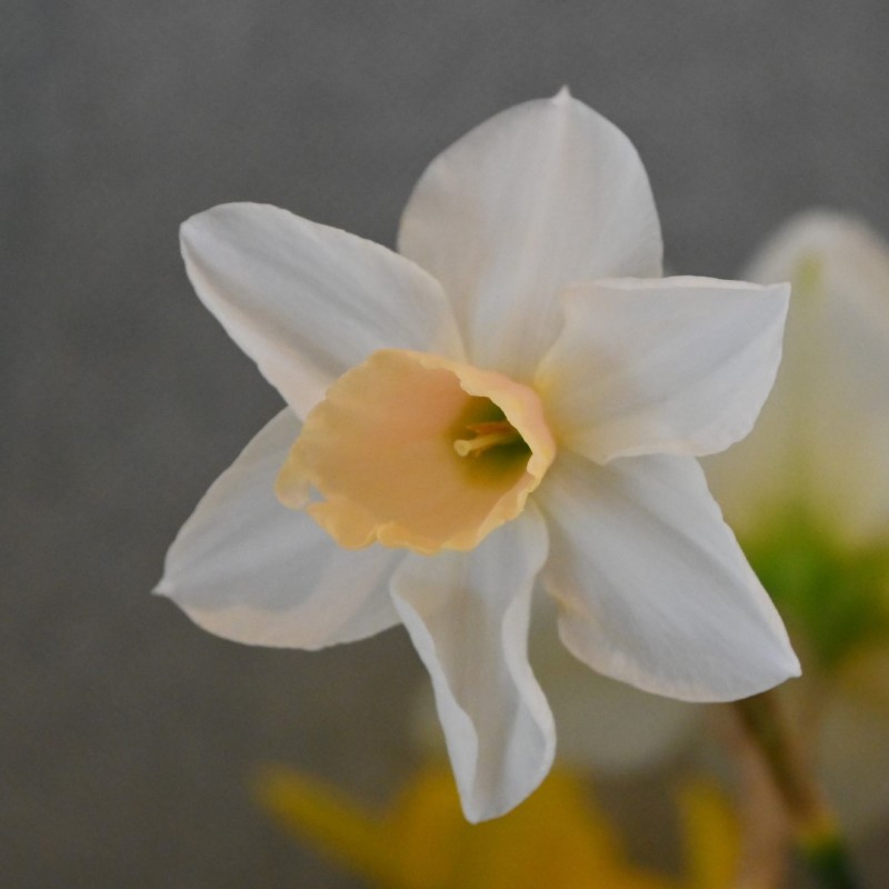 Narcissus 'Chérie'