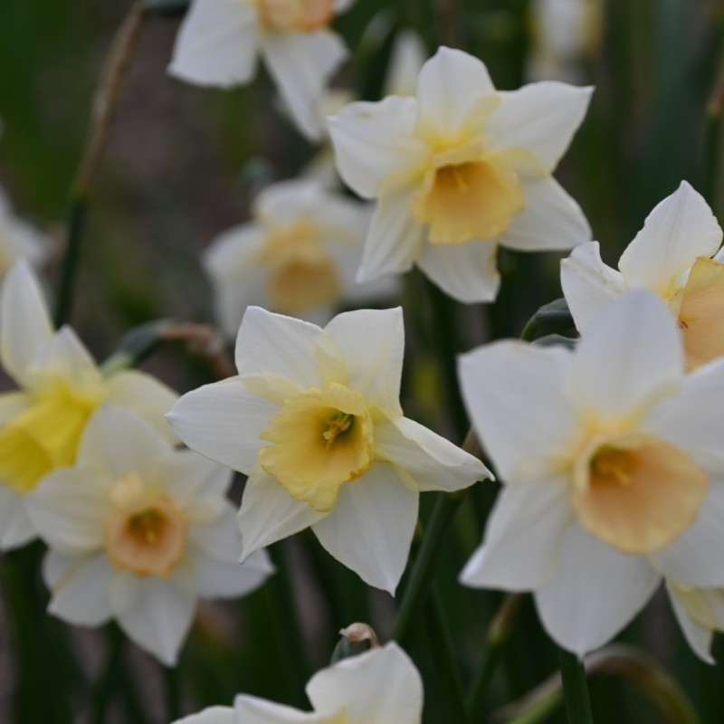 Narcissus 'Chérie'