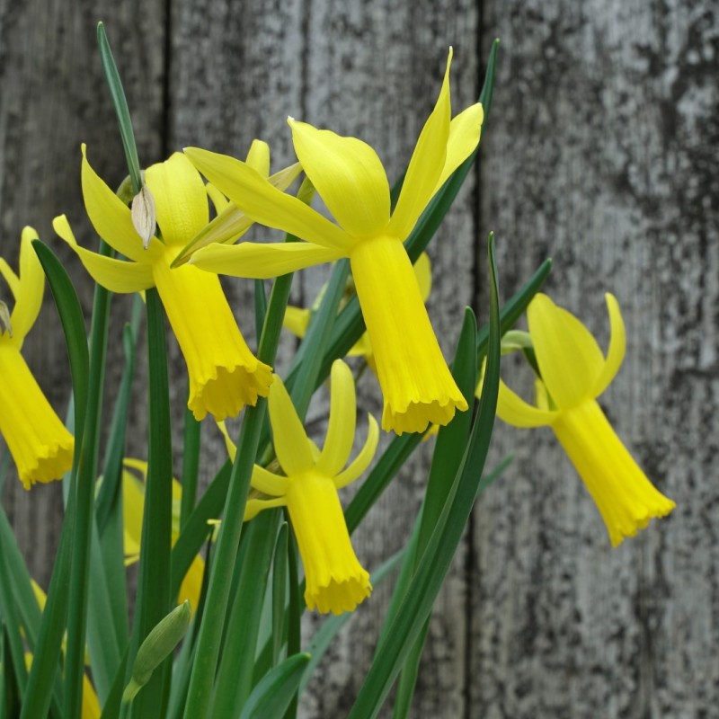 Narcissus 'Englander'