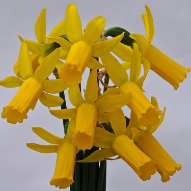 Narcissus 'Englander'
