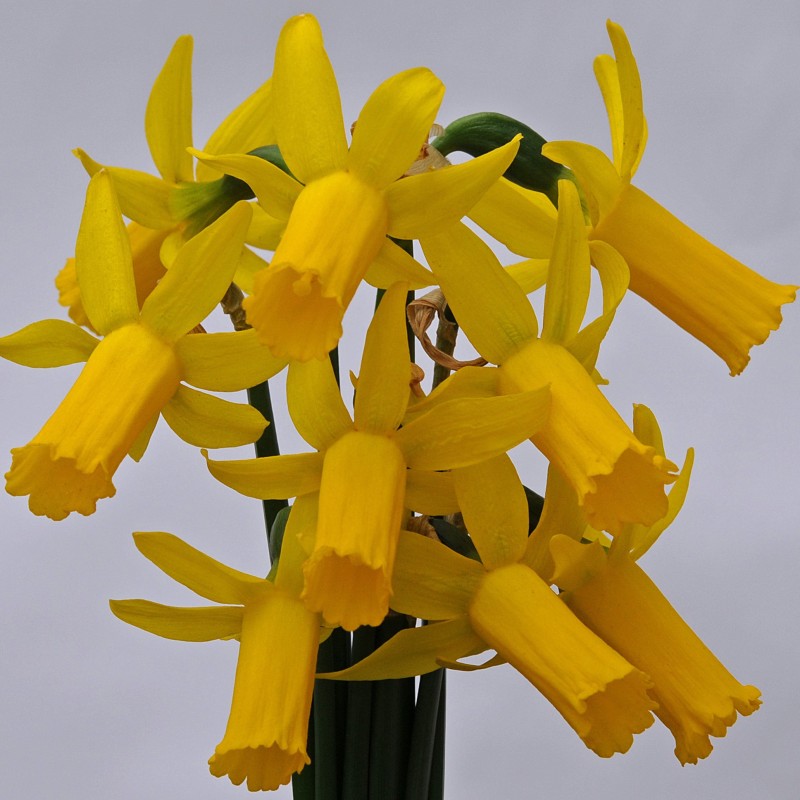 Narcissus 'Englander'