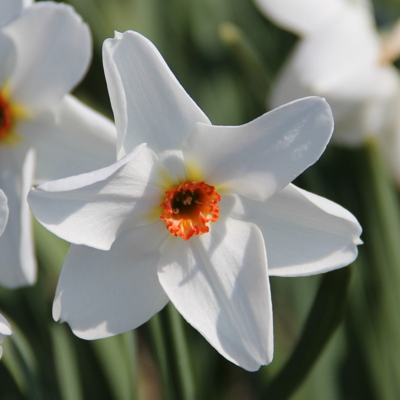 Narcissus 'Firetail'
