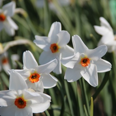 Narcissus 'Firetail'