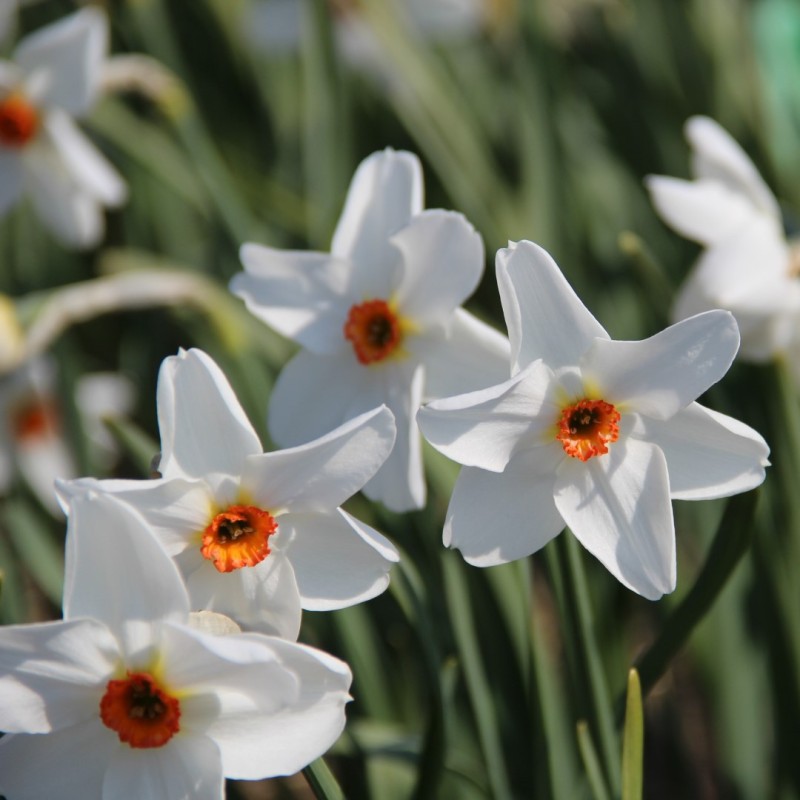 Narcissus 'Firetail'