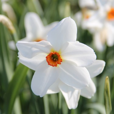 Narcissus 'Firetail'