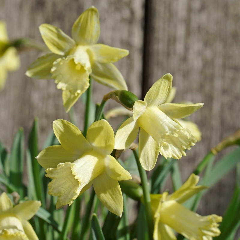 Narcissus 'Gipsy Queen'