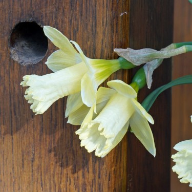 Narcissus 'Gipsy Queen'