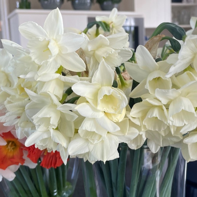 Narcissus 'Hunter Morn'