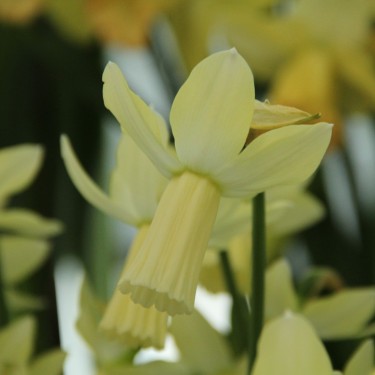Narcissus 'Lemon Silk'
