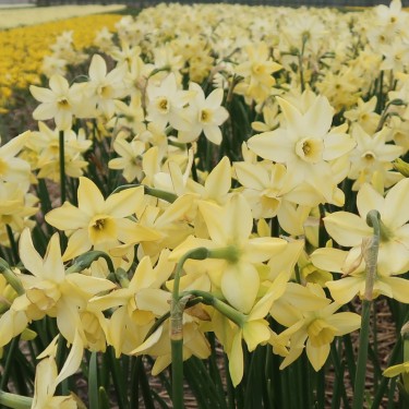 Narcissus 'Pacific Hunter'