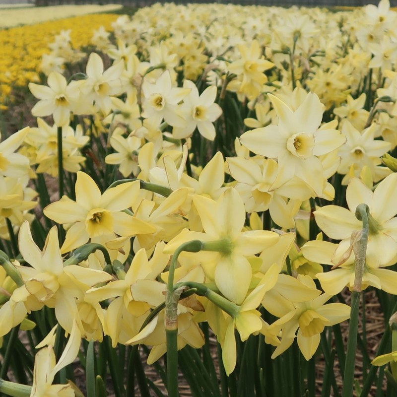 Narcissus 'Pacific Hunter'
