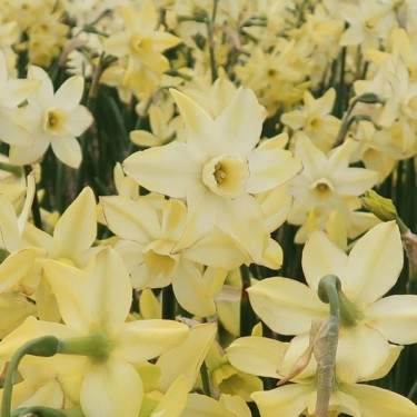 Narcissus 'Pacific Hunter'