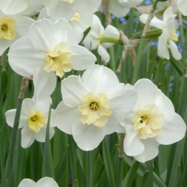 Narcissus 'Papillon Blanc'