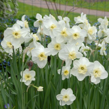 Narcissus 'Papillon Blanc'