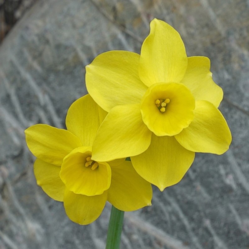 Narcissus 'Pequenita'