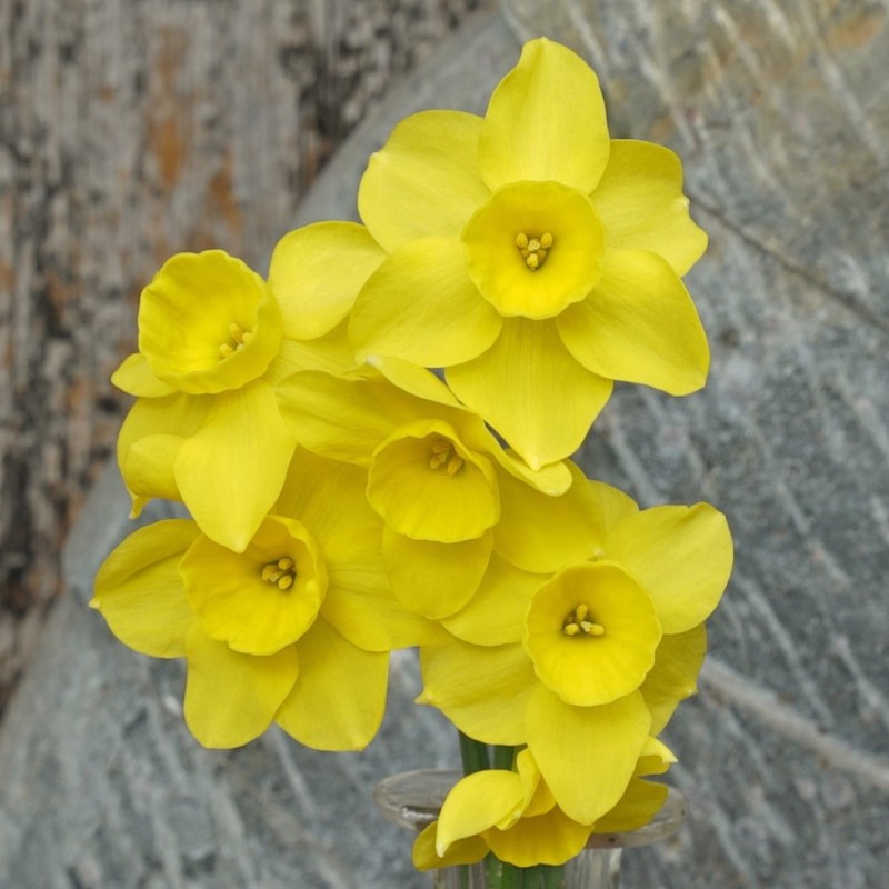 Narcissus 'Pequenita'