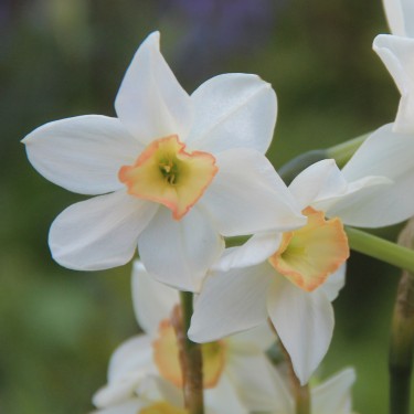 Narcissus 'Pink Angel'