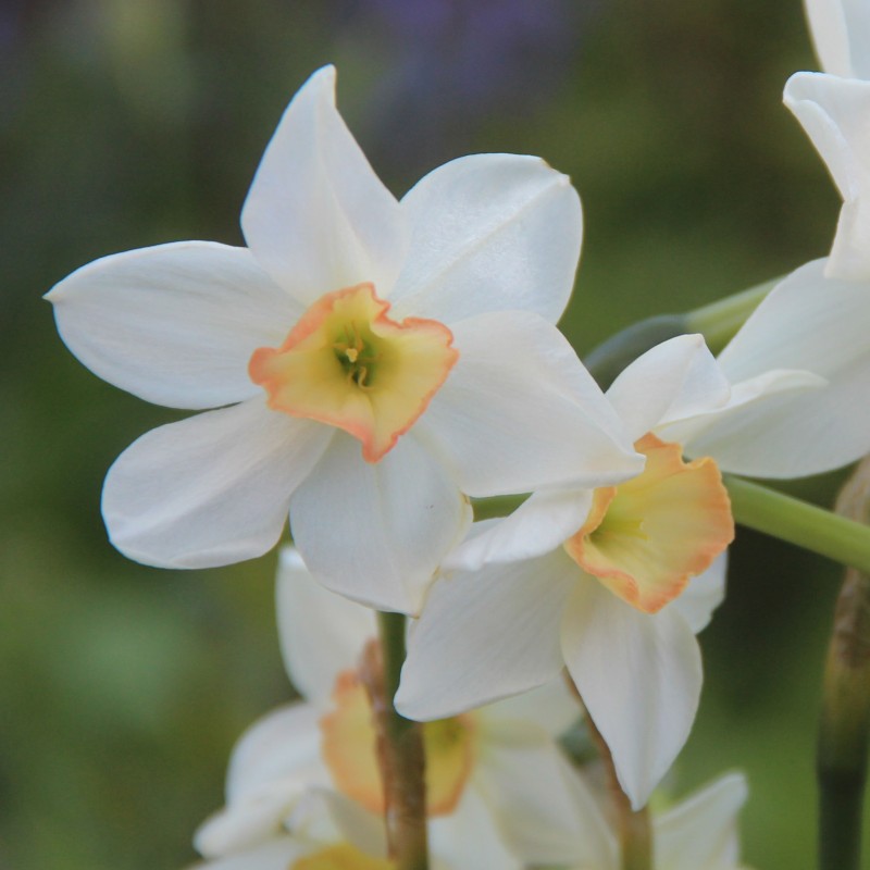 Narcissus 'Pink Angel'