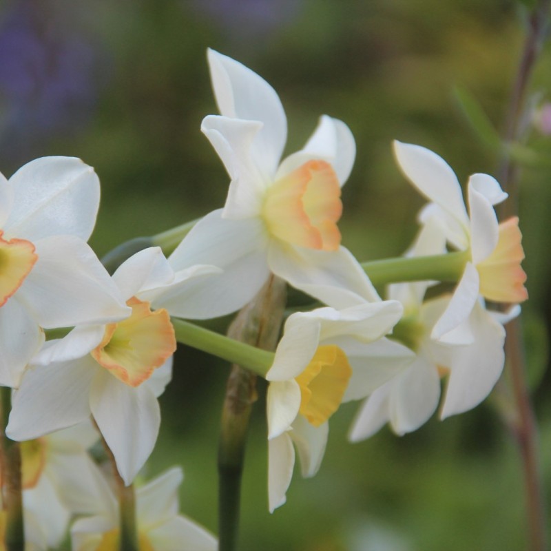 Narcissus 'Pink Angel'