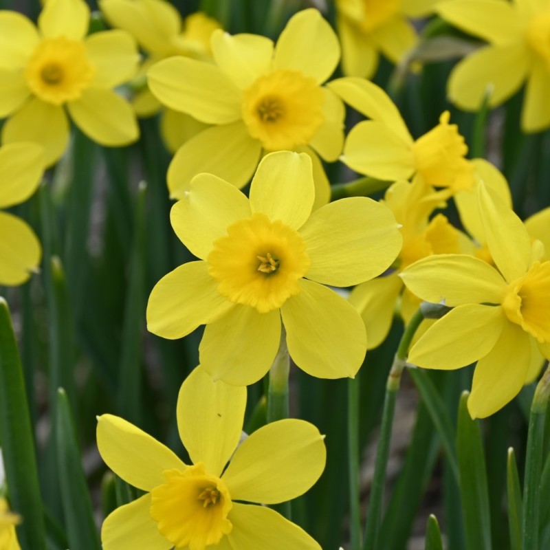Narcissus 'Pipers Barn'