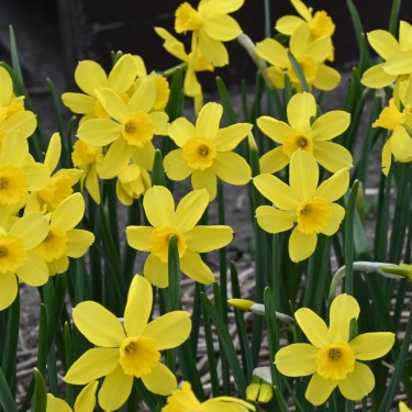 Narcissus 'Pipers Barn'