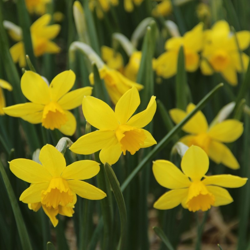 Narcissus 'Pipers Barn'