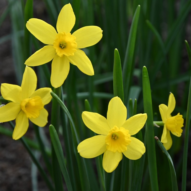 Narcissus 'Pipers Barn'