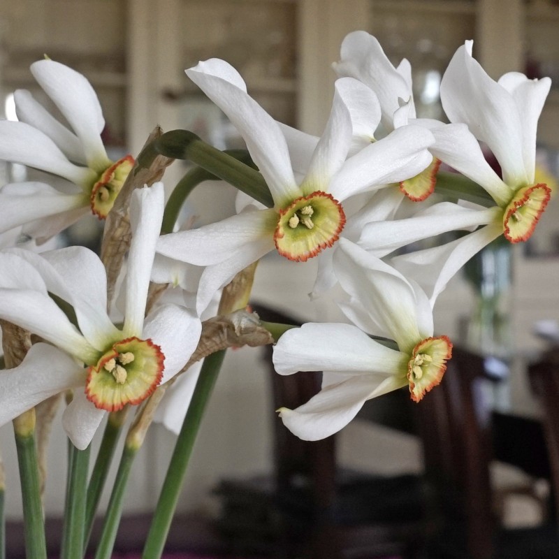 Narcissus poeticus var. physaliodes