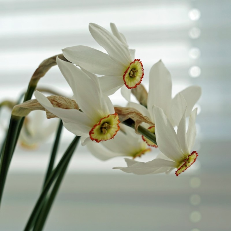 Narcissus poeticus var. physaliodes