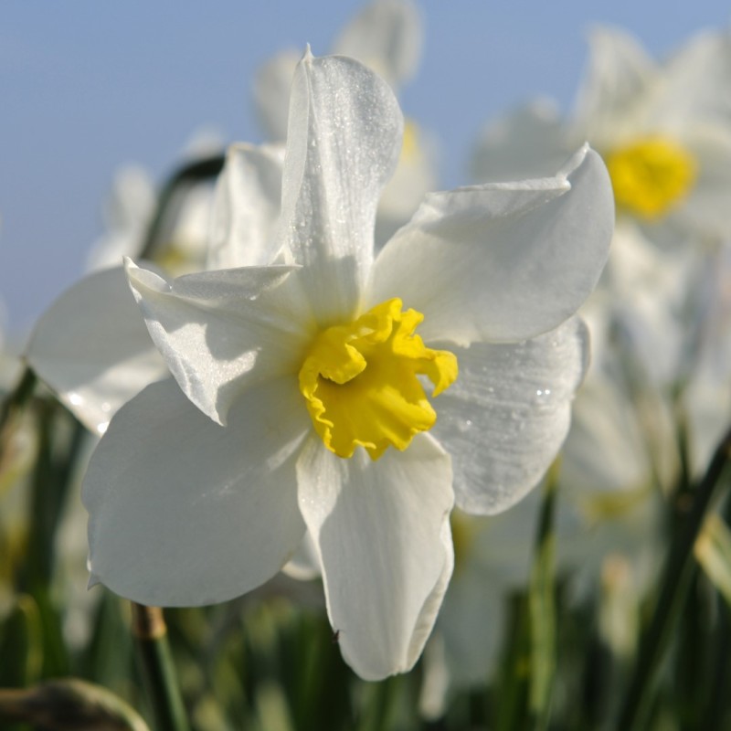 Narcissus 'Queen of the North'