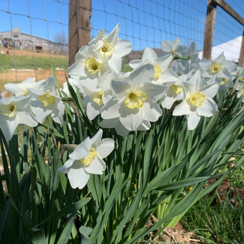 Narcissus 'Queen of the North'