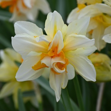 Narcissus 'Richard Bennet'
