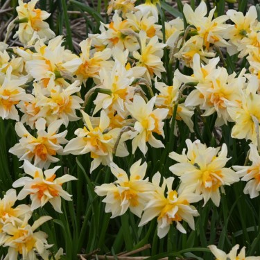 Narcissus 'Richard Bennet'