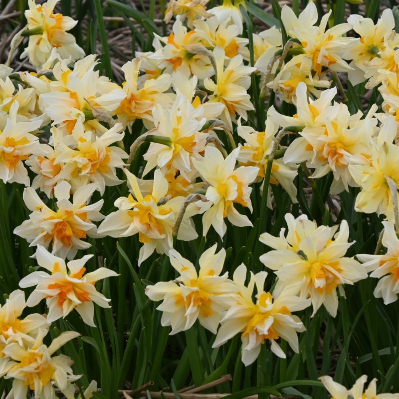 Narcissus 'Richard Bennet'