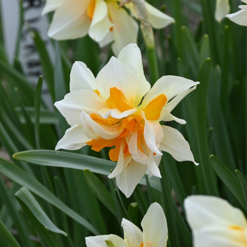 Narcissus 'Richard Bennet'