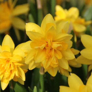 Narcissus 'Tête Deluxe'