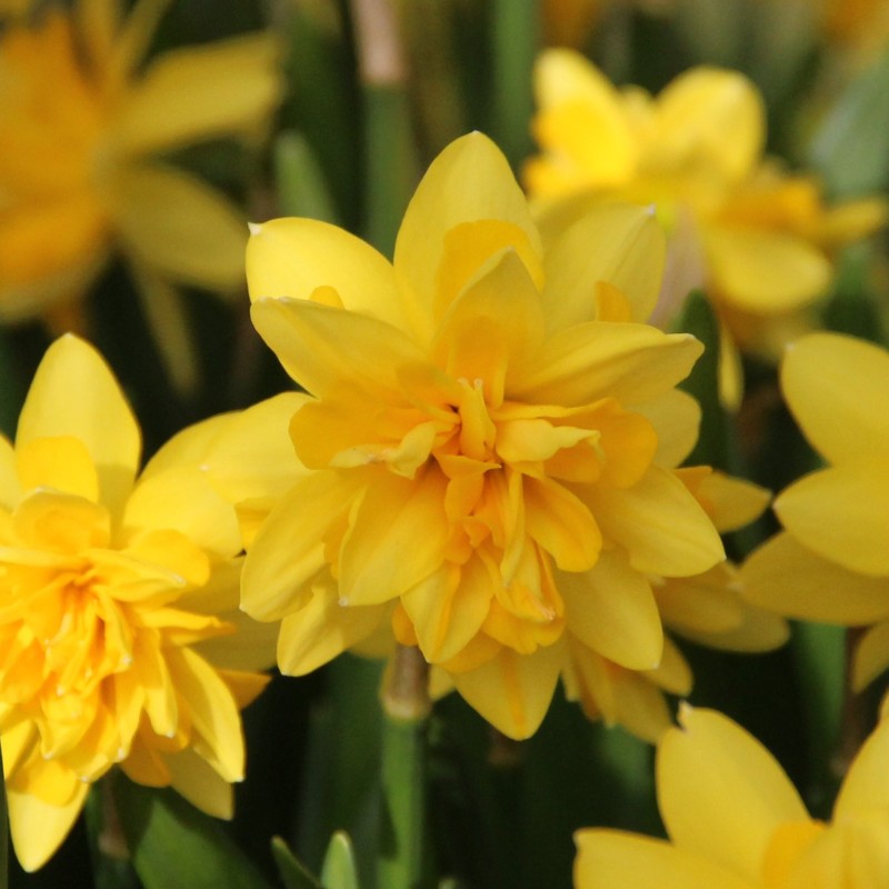 Narcissus 'Tête Deluxe'
