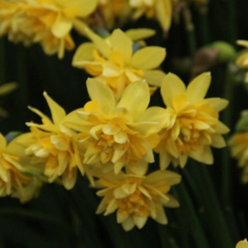 Narcissus 'Tête Deluxe'