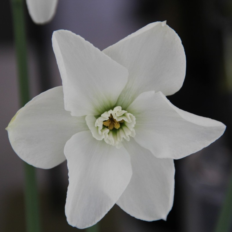 Narcissus 'Arctic Gem'