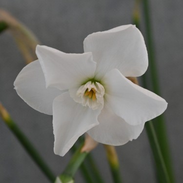 Narcissus 'Arctic Gem'