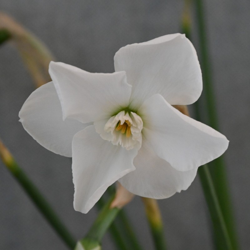 Narcissus 'Arctic Gem'