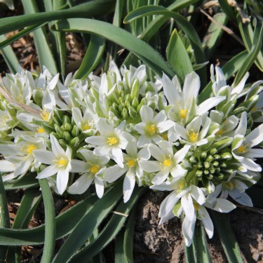 Ornithogalum fimbriatum