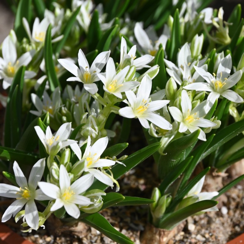 Ornithogalum fimbriatum
