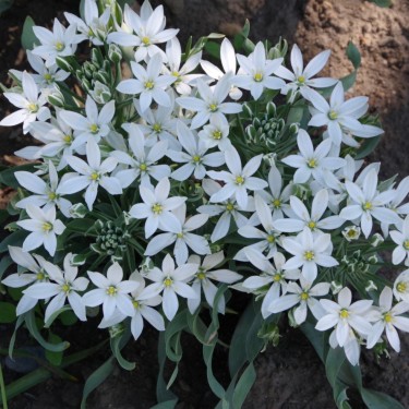 Ornithogalum -species Nova-