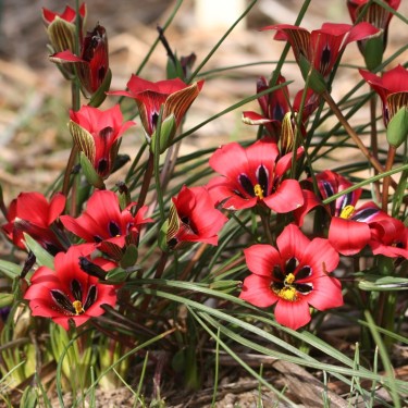 Romulea monadelpha
