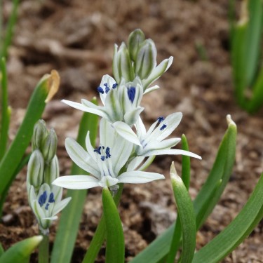 Scilla puschkinioides