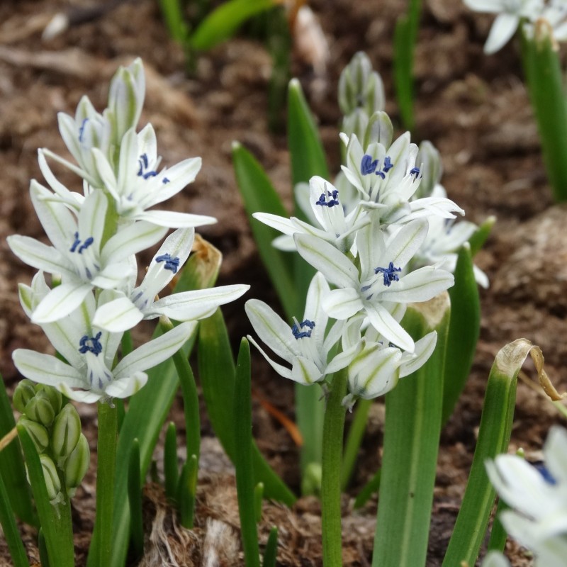 Scilla puschkinioides