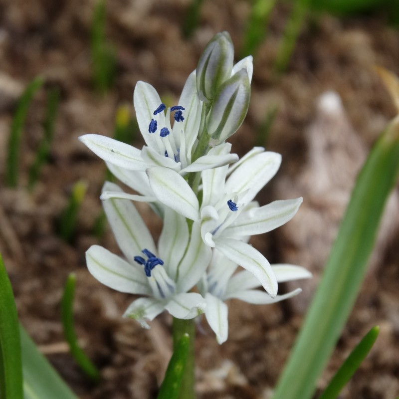 Scilla puschkinioides