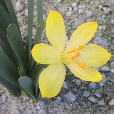 Sternbergia vernalis x candida